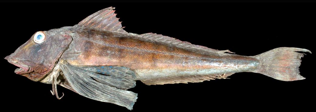 Chelidonichthys lucerna_07